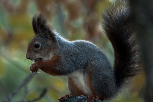 Close up of a beautiful squirrel eating a nut during autumn