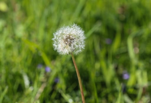 close up of Yellow common dandelion (Taraxacum officinale) blooming