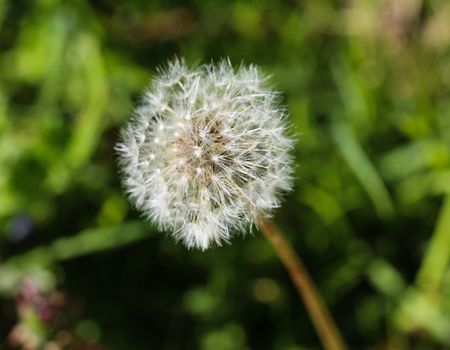 close up of Yellow common dandelion (Taraxacum officinale) blooming