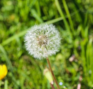 close up of Yellow common dandelion (Taraxacum officinale) blooming