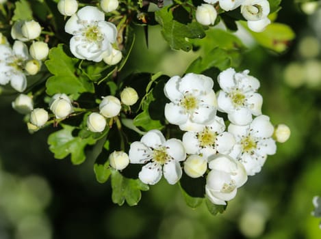 close up of White flower of midland hawthorn, English hawthorn (Crataegus laevigata) blooming in spring