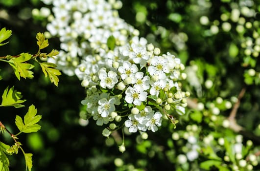 close up of White flower of midland hawthorn, English hawthorn (Crataegus laevigata) blooming in spring