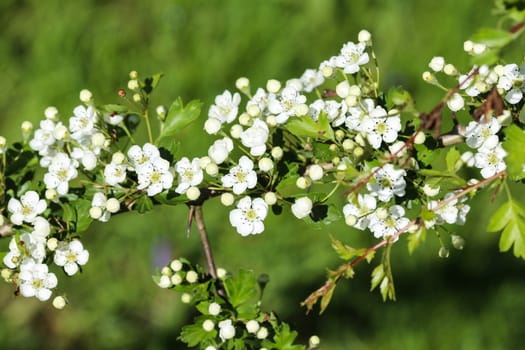close up of White flower of midland hawthorn, English hawthorn (Crataegus laevigata) blooming in spring