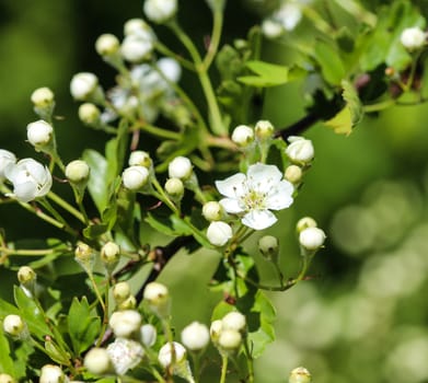 close up of White flower of midland hawthorn, English hawthorn (Crataegus laevigata) blooming in spring