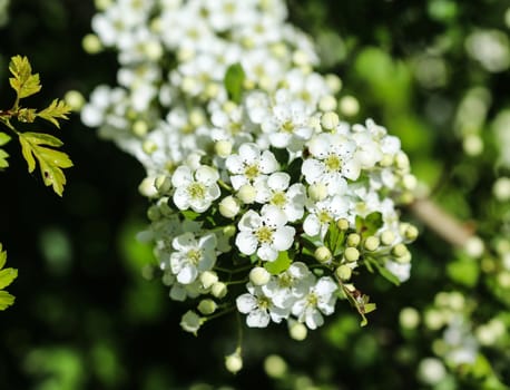 close up of White flower of midland hawthorn, English hawthorn (Crataegus laevigata) blooming in spring