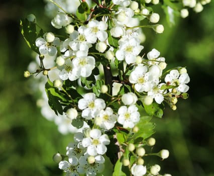 close up of White flower of midland hawthorn, English hawthorn (Crataegus laevigata) blooming in spring