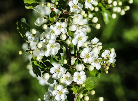 close up of White flower of midland hawthorn, English hawthorn (Crataegus laevigata) blooming in spring