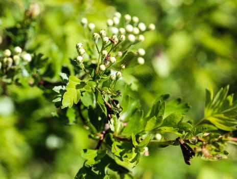 close up of White flower of midland hawthorn, English hawthorn (Crataegus laevigata) blooming in spring