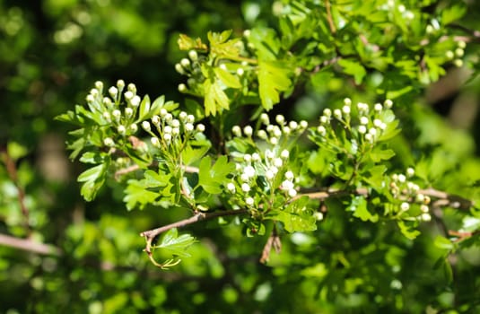 close up of White flower of midland hawthorn, English hawthorn (Crataegus laevigata) blooming in spring