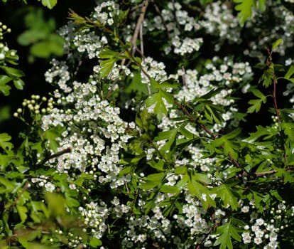 close up of White flower of midland hawthorn, English hawthorn (Crataegus laevigata) blooming in spring