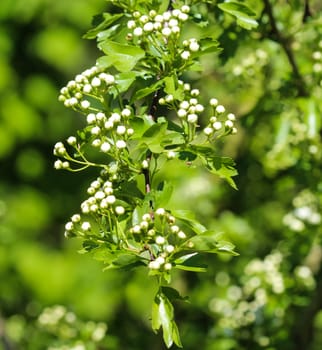 close up of White flower of midland hawthorn, English hawthorn (Crataegus laevigata) blooming in spring