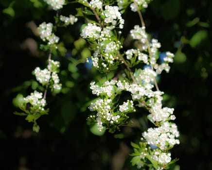 close up of White flower of midland hawthorn, English hawthorn (Crataegus laevigata) blooming in spring