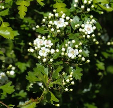 close up of White flower of midland hawthorn, English hawthorn (Crataegus laevigata) blooming in spring