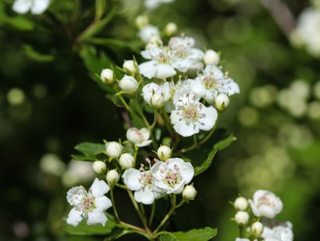 close up of White flower of midland hawthorn, English hawthorn (Crataegus laevigata) blooming in spring