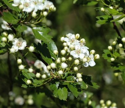 close up of White flower of midland hawthorn, English hawthorn (Crataegus laevigata) blooming in spring