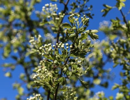 close up of White flower of midland hawthorn, English hawthorn (Crataegus laevigata) blooming in spring