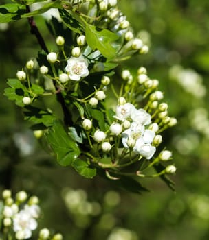 close up of White flower of midland hawthorn, English hawthorn (Crataegus laevigata) blooming in spring