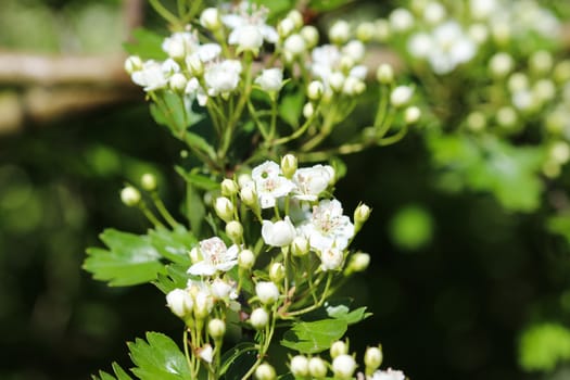 close up of White flower of midland hawthorn, English hawthorn (Crataegus laevigata) blooming in spring