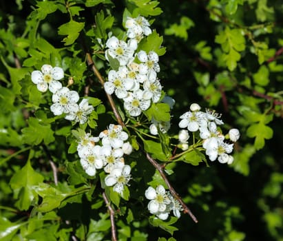 close up of White flower of midland hawthorn, English hawthorn (Crataegus laevigata) blooming in spring