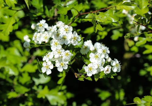 close up of White flower of midland hawthorn, English hawthorn (Crataegus laevigata) blooming in spring