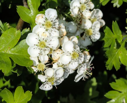 close up of White flower of midland hawthorn, English hawthorn (Crataegus laevigata) blooming in spring