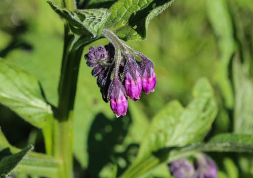 close up of wild common comfrey or true comfrey (Symphytum officinale) flower during spring