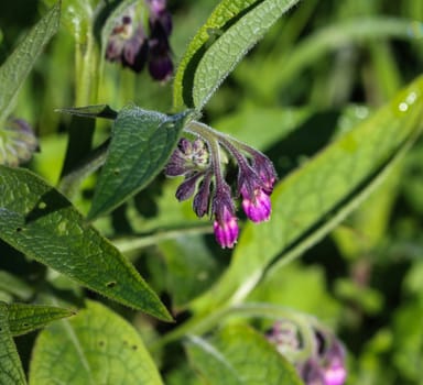 close up of wild common comfrey or true comfrey (Symphytum officinale) flower during spring