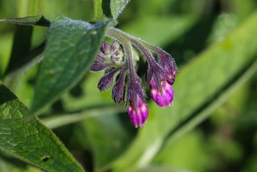 close up of wild common comfrey or true comfrey (Symphytum officinale) flower during spring