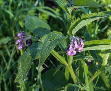 close up of wild common comfrey or true comfrey (Symphytum officinale) flower during spring