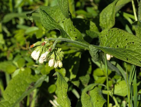close up of wild common comfrey or true comfrey (Symphytum officinale) flower during spring