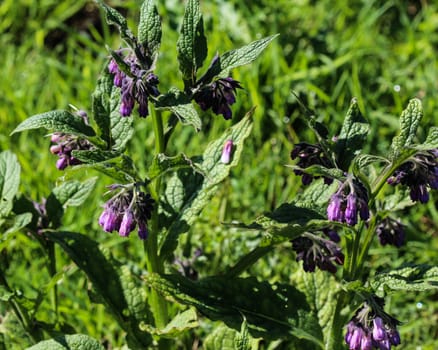 close up of wild common comfrey or true comfrey (Symphytum officinale) flower during spring