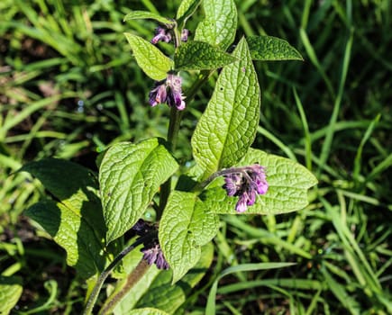 close up of wild common comfrey or true comfrey (Symphytum officinale) flower during spring