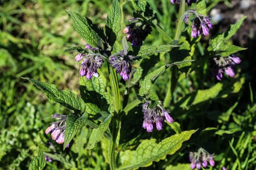 close up of wild common comfrey or true comfrey (Symphytum officinale) flower during spring