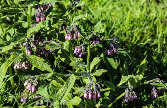 close up of wild common comfrey or true comfrey (Symphytum officinale) flower during spring