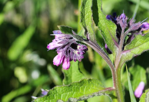 close up of wild common comfrey or true comfrey (Symphytum officinale) flower during spring