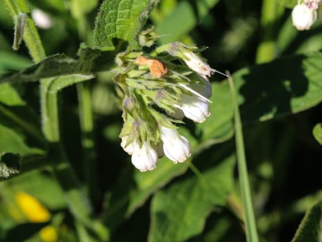 close up of wild common comfrey or true comfrey (Symphytum officinale) flower during spring