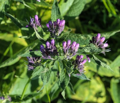 close up of wild common comfrey or true comfrey (Symphytum officinale) flower during spring