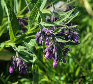 close up of wild common comfrey or true comfrey (Symphytum officinale) flower during spring