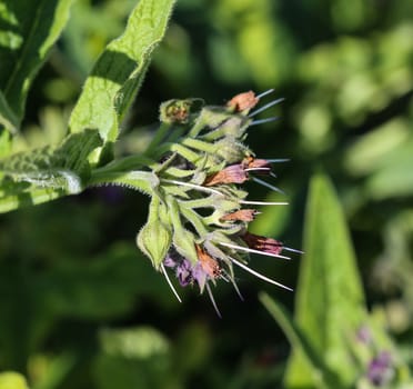 close up of wild common comfrey or true comfrey (Symphytum officinale) flower during spring