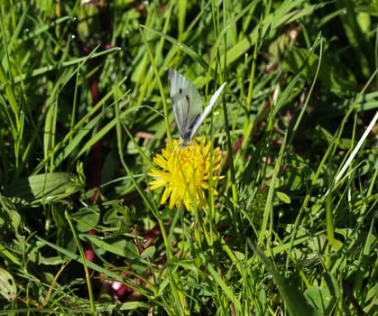 close up of small white butterfly (Pieris rapae) on dandelion