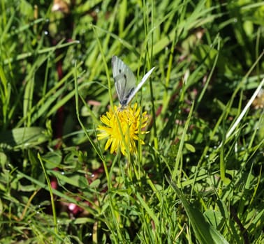 close up of small white butterfly (Pieris rapae) on dandelion