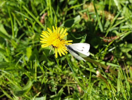 close up of small white butterfly (Pieris rapae) on dandelion