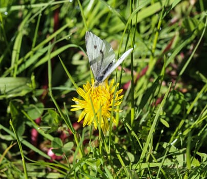 close up of small white butterfly (Pieris rapae) on dandelion