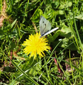close up of small white butterfly (Pieris rapae) on dandelion