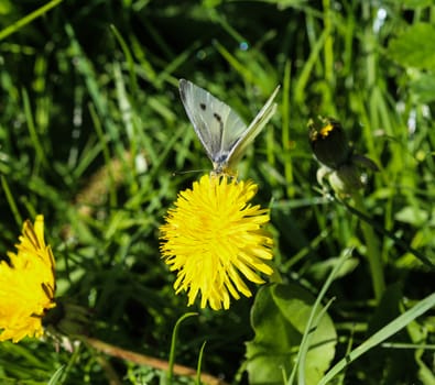 close up of small white butterfly (Pieris rapae) on dandelion