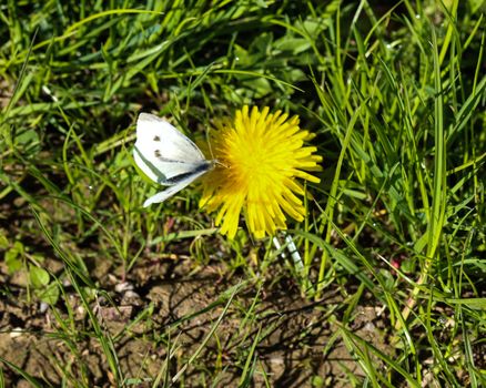 close up of small white butterfly (Pieris rapae) on dandelion