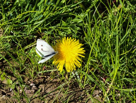 close up of small white butterfly (Pieris rapae) on dandelion