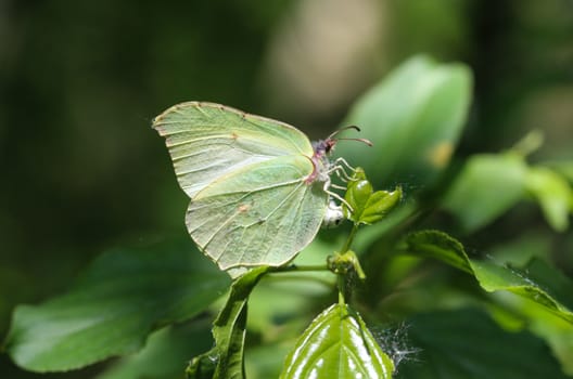 close up of small white butterfly (Pieris rapae) on dandelion