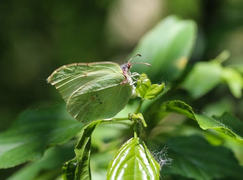 close up of small white butterfly (Pieris rapae) on dandelion