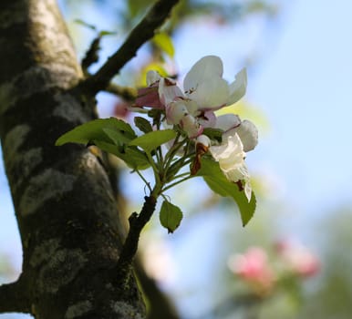 close up of European crab apple (Malus sylvestris) tree flower, blooming in spring